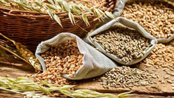 India Sets Record Foodgrain Production of 3,320 Lakh Tonnes For 2023-24