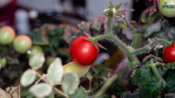 Look Into The World Of Space Grown Tomatoes: Tools, Benefits, and Conditions for Space Tomato Farming