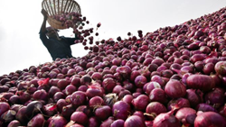 Onion Prices Surge by 15% as Delay in Kharif Crop Arrival Hits Retail Market