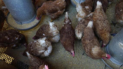 Jharkhand is on high alert after bird flu cases were reported at a state-run poultry farm