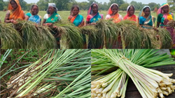 Tribal Farmers in Odisha Achieve Economic Success Through Sustainable Lemongrass Cultivation