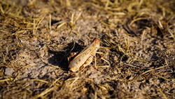 Chaos in Afghanistan: Locusts Swarm Threatening to Devour 25% of Wheat Harvest, FAO Warns