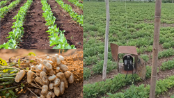 Gujarat Farmer Innovatively Shield Groundnut and Soybean Crops Using Oil Cans