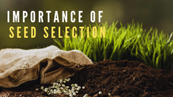 The Significant Role of Seed Selection in Crop Production