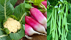 Top Vegetables to Grow in August- Easy Guide & Detailed List