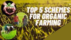 Top 5 Government Schemes Promoting Organic Farming 