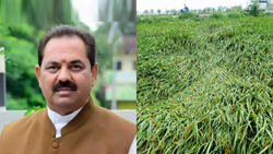 Nashik District Faces Agricultural Crisis, Dec 2 Deadline Set for Crop Panchanama Submission 
