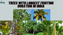 Fruit Trees With The Longest Duration Of Output Found In India