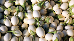 The White Eggplant- Know About the Unique Crop, their Health Benefits