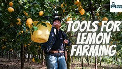 Know All About Lemon Farming Tools