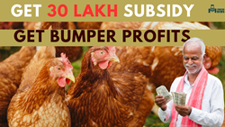 Earn Maximum Profits- Get Subsidy of Rs 30 Lakh on Poultry Farming, Apply Now and Avail Major Benefits