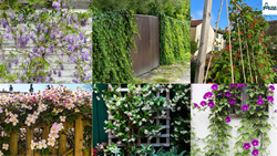 Top 5  Fast Growing Climbing Plants- Adding Vertical Beauty To Your Space