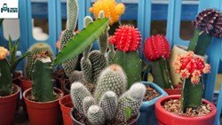 Top Tools Required For Cacti Gardening 