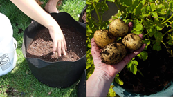 Guide to Choosing Right Fertilizer for Potatoes in Container