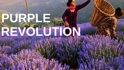 The Aroma Of Lavender- Here Is Everything You Need To Know About Purple Revolution 