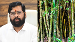 Maha CM Encourages Bamboo Cultivation for Economic and Environmental Benefits, & To Check Pollution