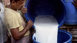 Dairy Farmers In Coimbatore Are Dumping Milk On Streets For Better Purchase Prices