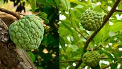 Know How Farmers Should Grow Custard Apple (Sitaphal) Trees for High-Profit Yields & Doubling Income