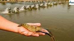 Shrimp farming in Punjab: A New Way To Increase Farmers’ Income