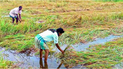 Telangana Government Initiates Crop Loan Waiver Up To Rs 99,000 and Welfare Programs