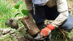 Rajat IG Biotech, Dr. YS Parmar University Collaborate To Create Clean Planting Material