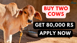 Farmers Can Get 40% Subsidy- Avail 80,000 Rs on Buying Two Cows, Apply Now!