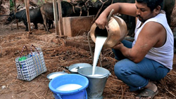 Farmers Demand Hike In Milk, Urges To End The Unfair Competition