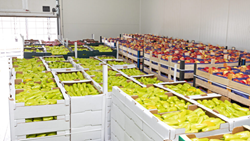 Govt Offers Financial Assistance for Setting Up Cold Storage Facilities Nationwide For Horticulture Produce