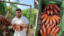 Young Farmer's Success Story: Civil Engineer Earns ₹35 Lakhs from Four-Acre 'Red Banana' Farm