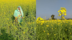 Rajasthan Woman Farmer Earns 4 Lakh from 9 Bighas Through Mustard Farming