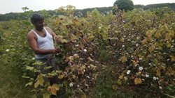 Sudden Summer Showers are a Danger to Cotton Crop, Farmers Urge the Officials