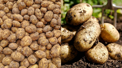 Most Frequently Asked Questions (FAQs) for Potato Farming