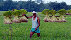 Assam To Promote Scientific Research In Natural Farming