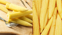 Detailed Guide on Growing Baby Corn in Pots-Follow these Guidelines to Obtain Quality Crop