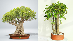 How To Grow and Nurture Peepal Bonsai: A Comprehensive Guide to Creating Serene Beauty