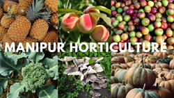 From Fruits to Medicinal Plants: Horticulture in Manipur