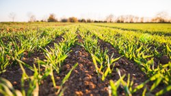 Andhra Pradesh Farmers Embrace Natural Farming Using ATM Process