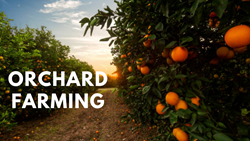 Easy Guide to Orchard Farming: Follow these Steps to Increase Crop Yield