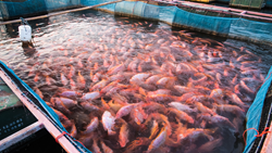 New Study Reveals Revolutionary Potential of Biogas Production in Fish Farming 