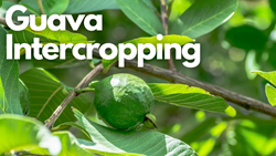  Guava Intercropping: Doubling Farmers' Income through Sustainable Agriculture