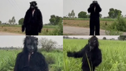 Farmers in Uttar Pradesh Village Wear 'Bear' Costumes to Protect Crops from Monkeys