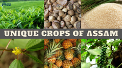 Unique Agricultural Crops Grown In The State Of Assam