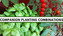 Companion Planting Combinations: Increasing Productivity and Profitability