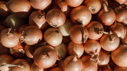 Government Increases Onion Buffer to 5 Lakh MT, Retail Sales Begin at Rs 25/kg