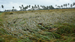 Crops More Than 1 Lakh Acres Damaged Due To Recent Unseasonal Rains and Hailstorms 