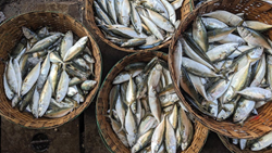 Empowering Women: Tribal Women in Tripura Thrives in Fish Farming