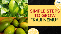  Grow Assam's Famous Kaji Nemu (Lemon) at Home with these Simple Steps