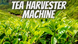 Tea Harvester-Uses and Benefits of This Efficient Machine 