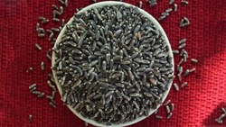 Black Wheat- Unveiling the Benefits of this Nutritious Grain