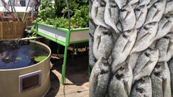 How to Begin Fish Farming on Rooftop - A Beginners Guide